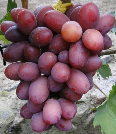 виноград Дашуня