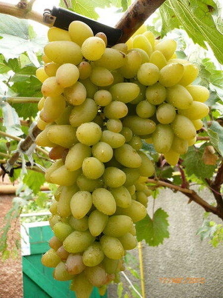 виноград Темерник