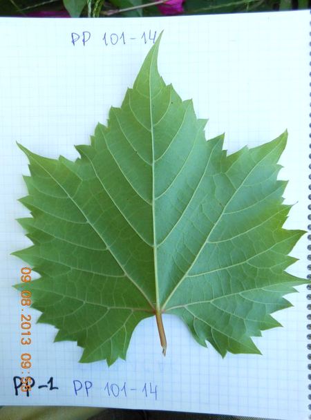 лист подвойного сорта винограда RR 101-14