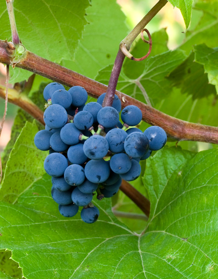 гроздь подвоя винограда Кобер 125АА