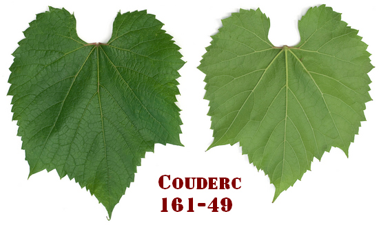 лист подвоя винограда Кудерк 161-49