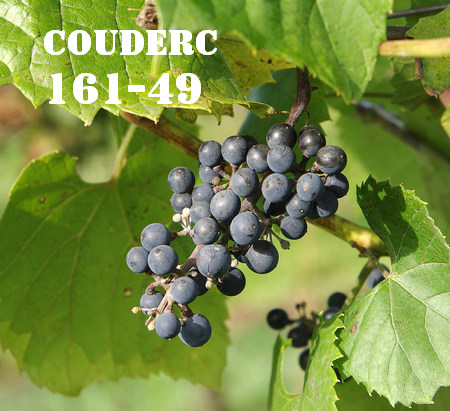 гроздь виноградного подвоя Кудерк 161-49