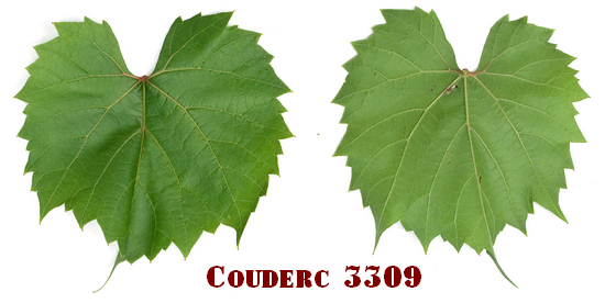 лист подвойного сорта винограда Кудерк 3309
