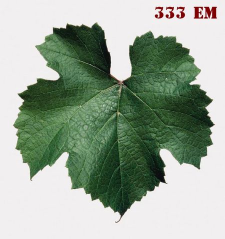 лист подвоя винограда 333 ЕМ
