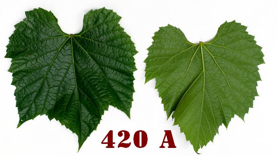 лист подвоя винограда 420 А