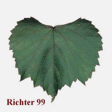 лист подвоя винограда Richter 99