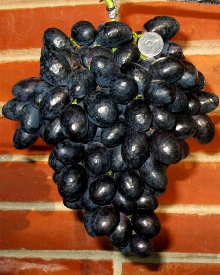 гроздь винограда Алма-Ата 9