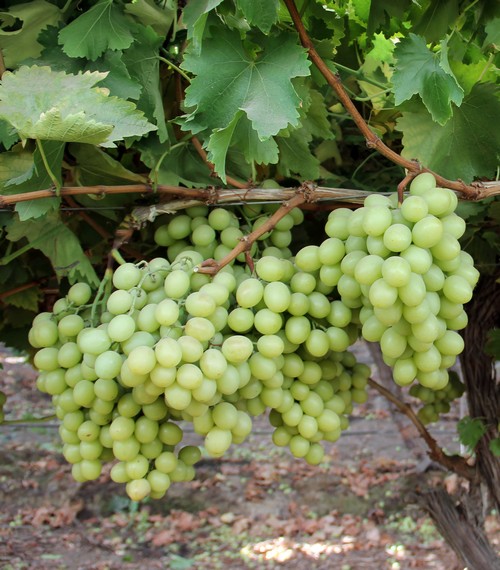 виноград Sugrathirtyfive