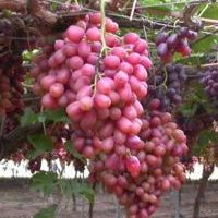 виноград Кримсон сидлис