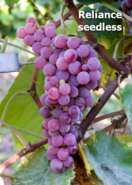 гроздь винограда Релайнс сидлис