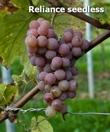 Релайнс сидлис виноград