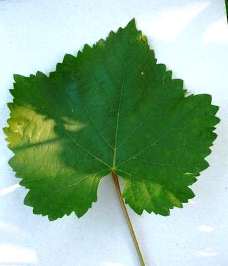 типичный лист винограда Агат донской (Витязь)