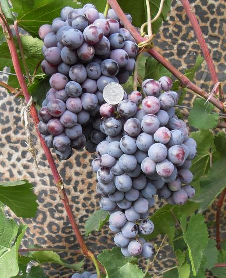 гроздь винограда Агат донской (Витязь)
