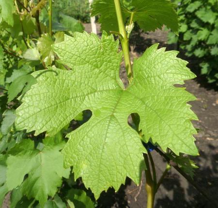 типичный лист винограда Айсар
