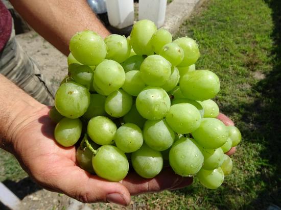 гроздь гибридной формы винограда Айсар