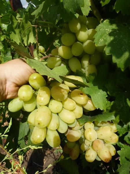 грозди винограда Айсар