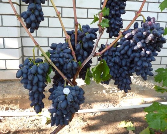 виноград Академик (Памяти Джнеева) плодоношение куста