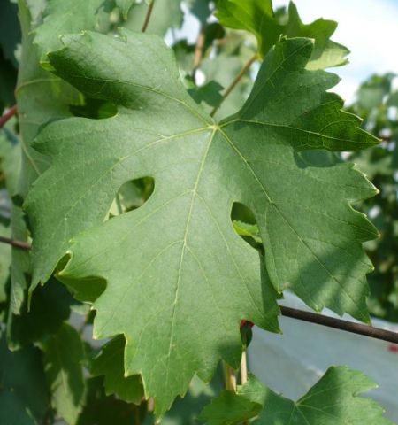 типичный лист сорта винограда Академик
