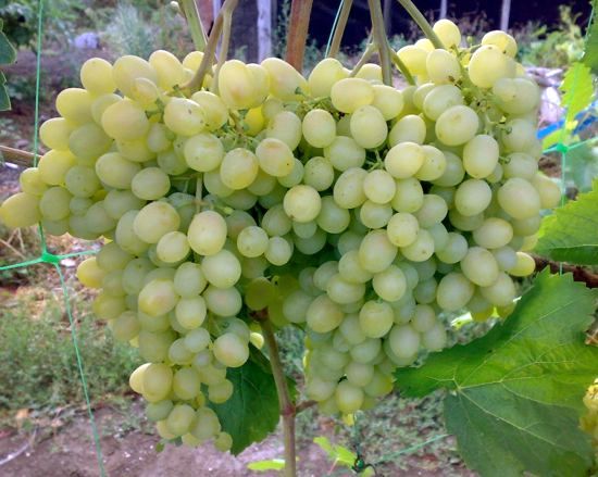 Сорт винограда Алёша