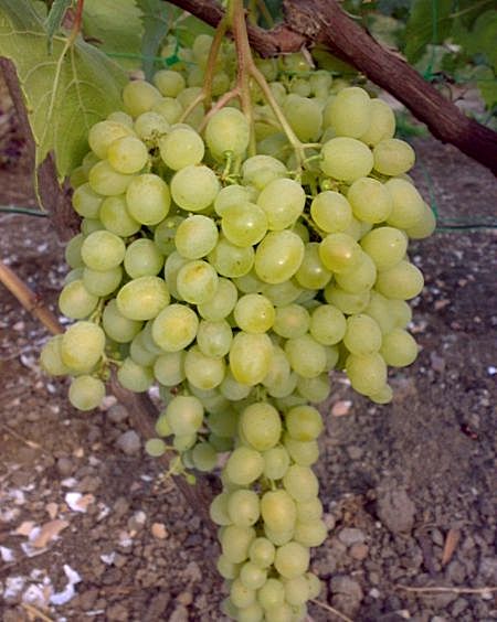 гроздь винограда Алёшенькин