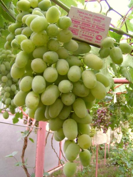 гроздь сорта винограда Памяти Кострикина (Алекса)