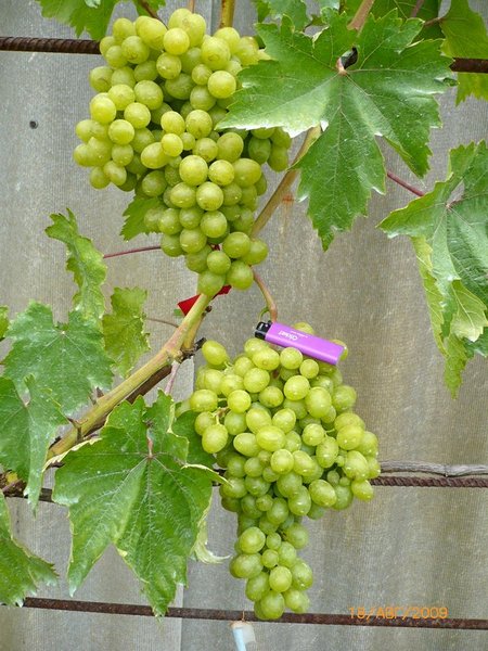 плодоношение винограда Алекса