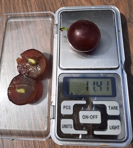 ягода гибридной формы винограда Альянс на весах