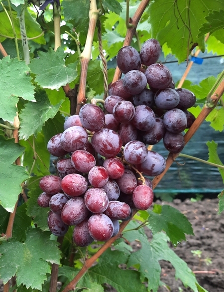 гроздь гибридной формы винограда Альянс, селекции Калугина