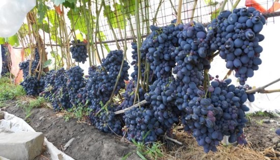 Плодоношение куста сорта винограда Чёрный ризамат