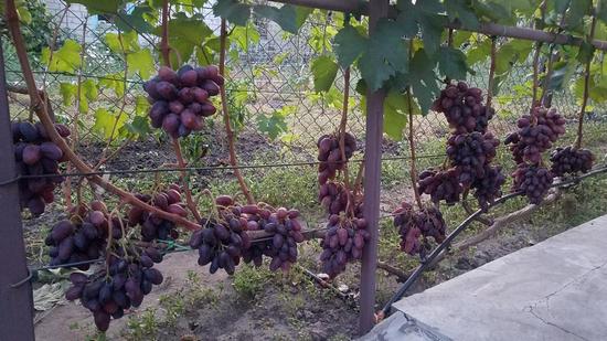 куст сорта винограда Алвика