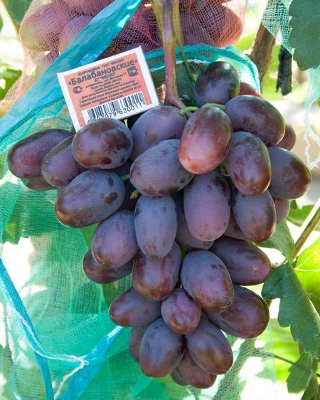 Гроздь винограда Алвика