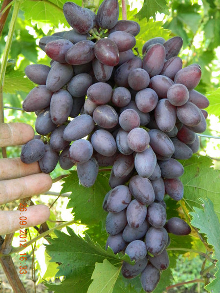 гроздь винограда Аметист Новочеркасский