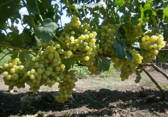 плодоношение куста винограда Антошка