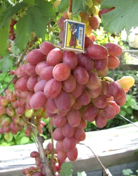 гроздь винограда Анюта