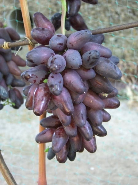 гроздь винограда Арабелла