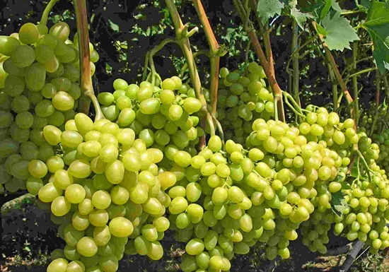 нагруженный куст сорта винограда Аркадия