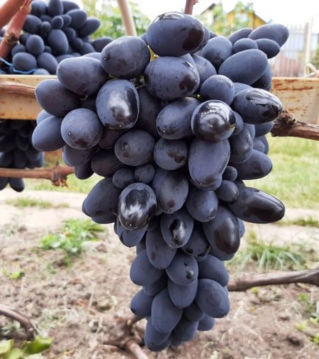 гроздь винограда Атос
