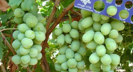 грозди сорта винограда кишмиш Ленд Крузер