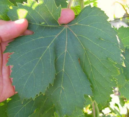 типичный лист сорта винограда Autumn Royal seedless