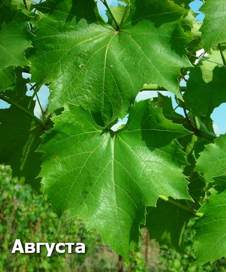 лист сорта винограда Августа