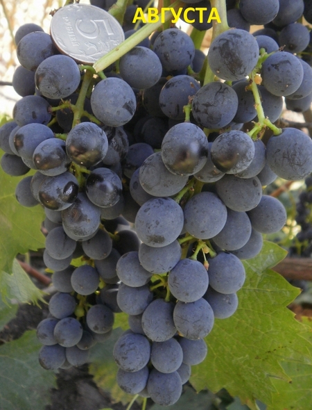 сорт технического винограда Августа
