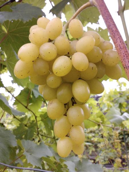 гроздь сорта винограда Августин (Феномен)