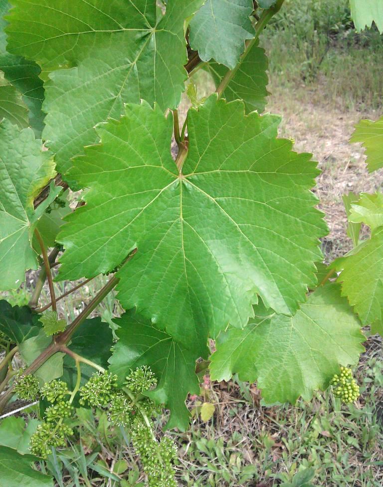 лист сорта винограда Аврора Магарача