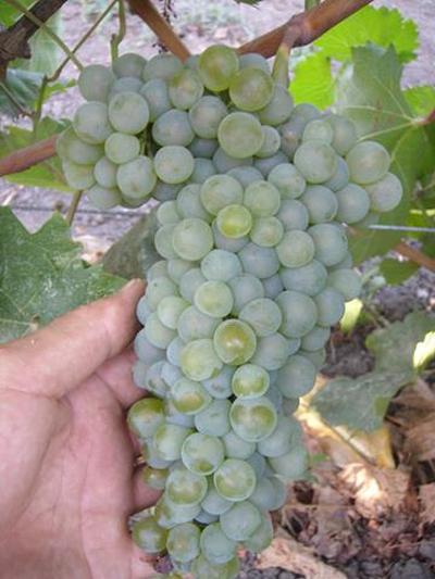 Сорт винограда Аврора Магарача