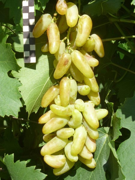 виноград Банановые ножки гроздь