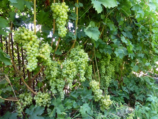 куст сорта винограда кишмиш Белградский бессемянный