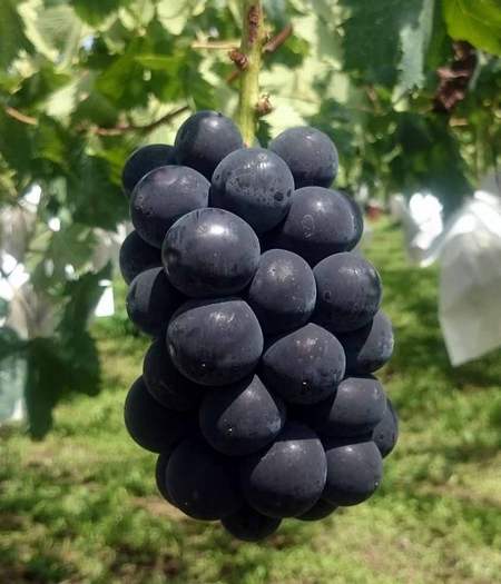 гроздь винограда Блэк бит (Чёрная свекла)