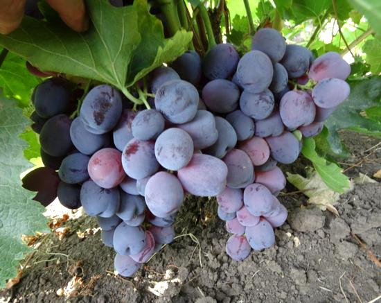 грозди сорта винограда Black Globe
