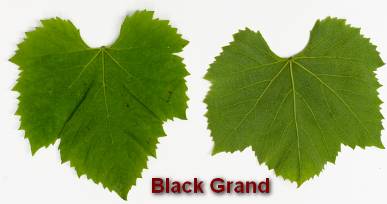 лист винограда Black Grand