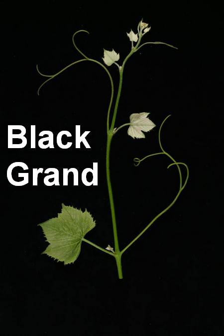 побег винограда Black Grand, Блэк Гранд